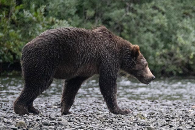Kodiak